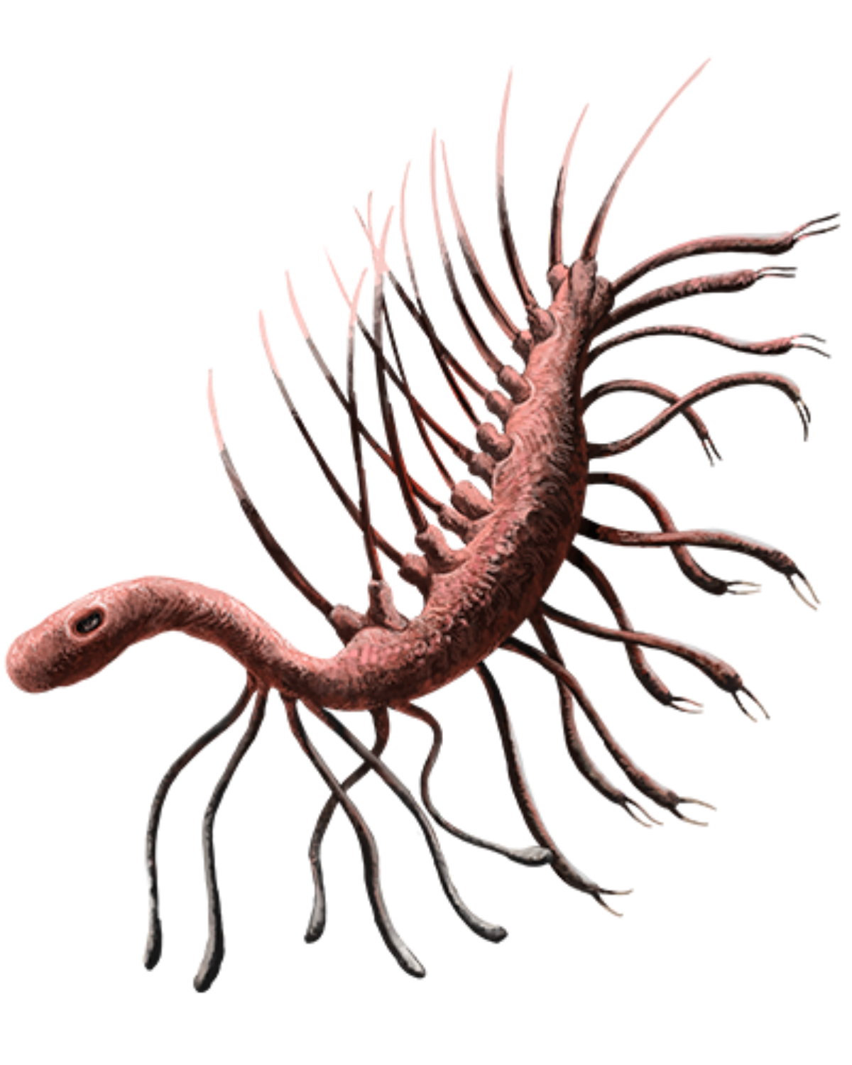 1200px-202010_Hallucigenia.svg.png