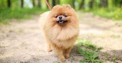 Pomeranian_01-390x203.jpeg