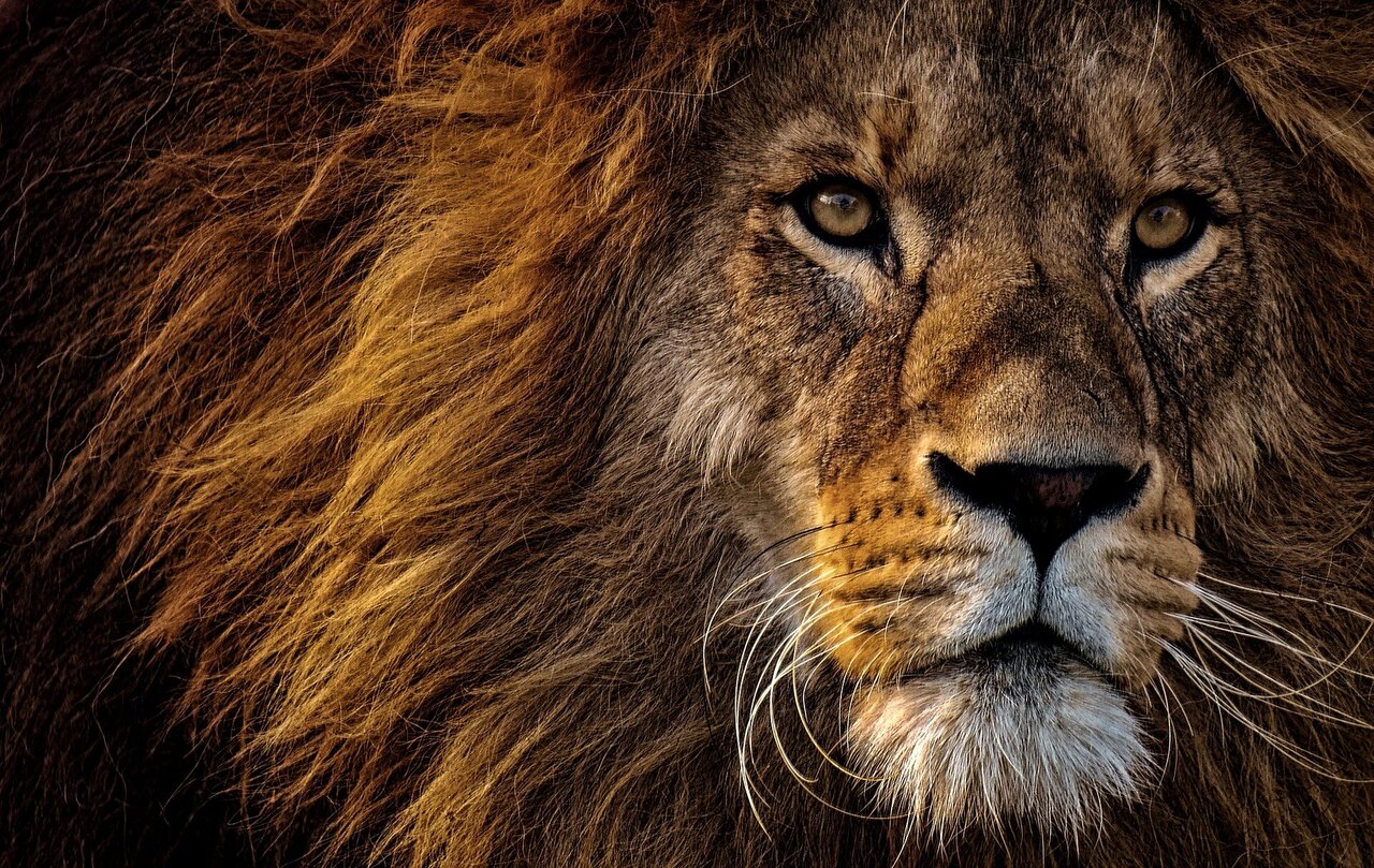 https://scx2.b-cdn.net/gfx/news/2019/lion.jpg