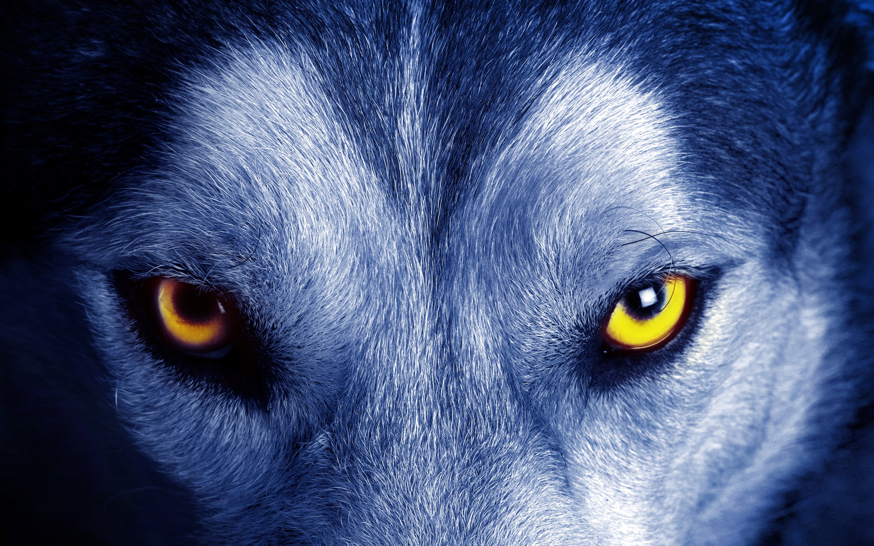 165977-nature-animals-yellow_eyes-wolf-closeup-fur-face.jpg