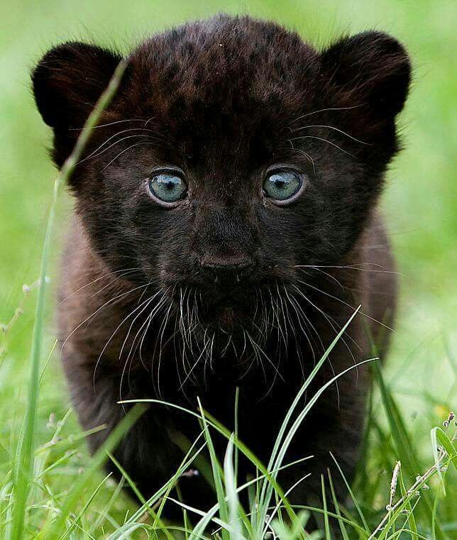 f841acc911b68bd0ee4712bacab94c91--panther-cub-baby-panther.jpg