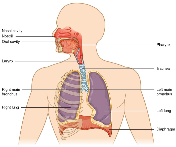 Respiratory-System-Diagram.jpg