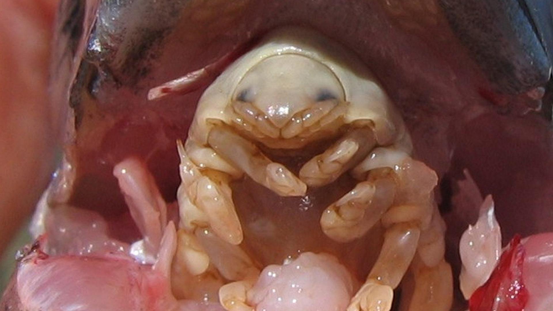 the-tongue-eating-parasite-hero_b0Y2JSI.width-2000.jpg