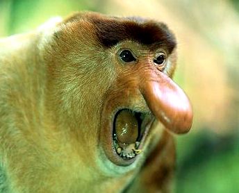 1-Male-proboscis-monkey-ywk4l2.jpg