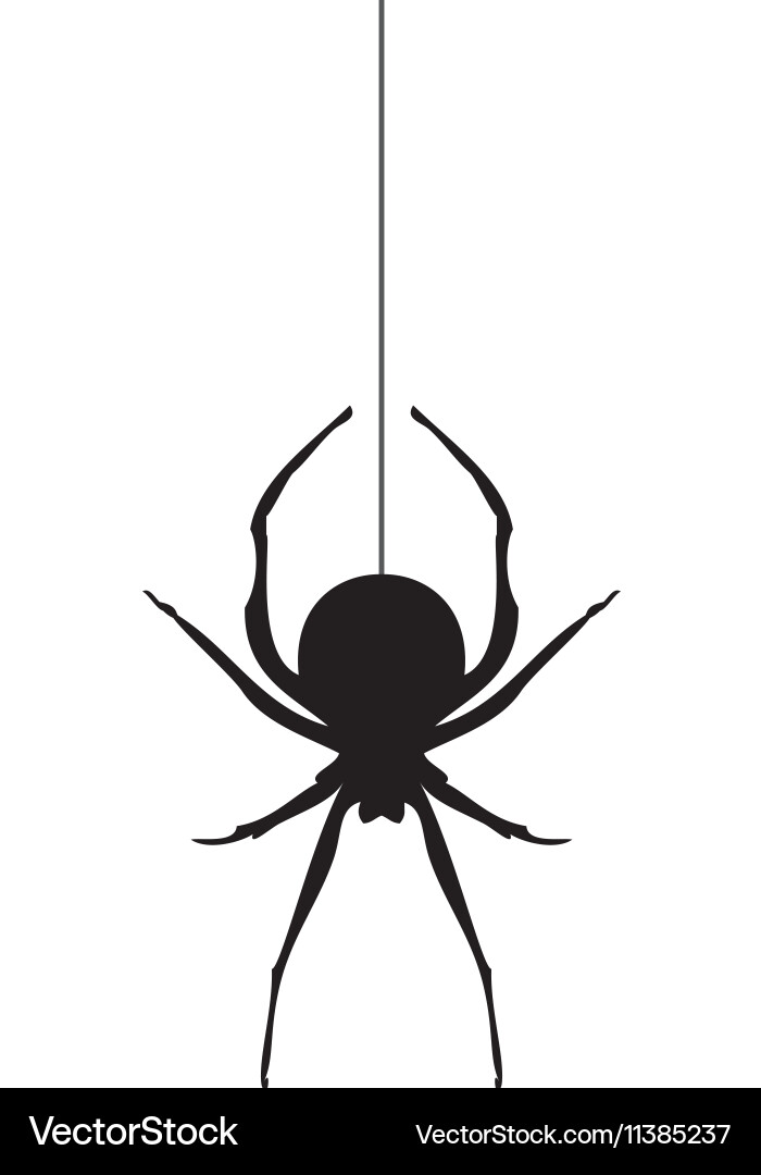 spider-vector-11385237.jpg