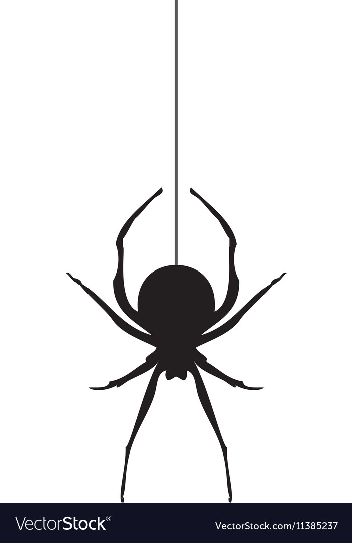 spider-vector-11385237.jpg