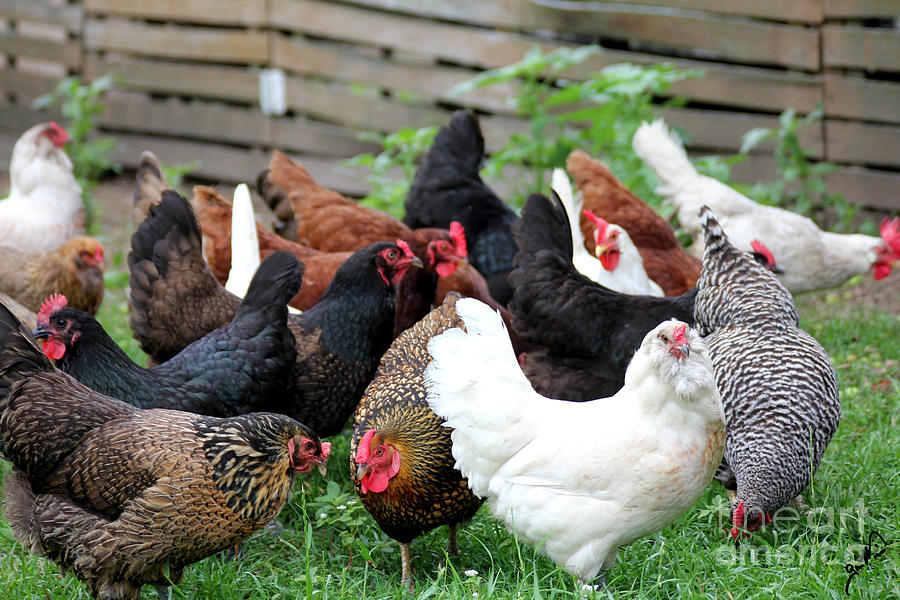 lots-of-chickens-gia-mate.jpg
