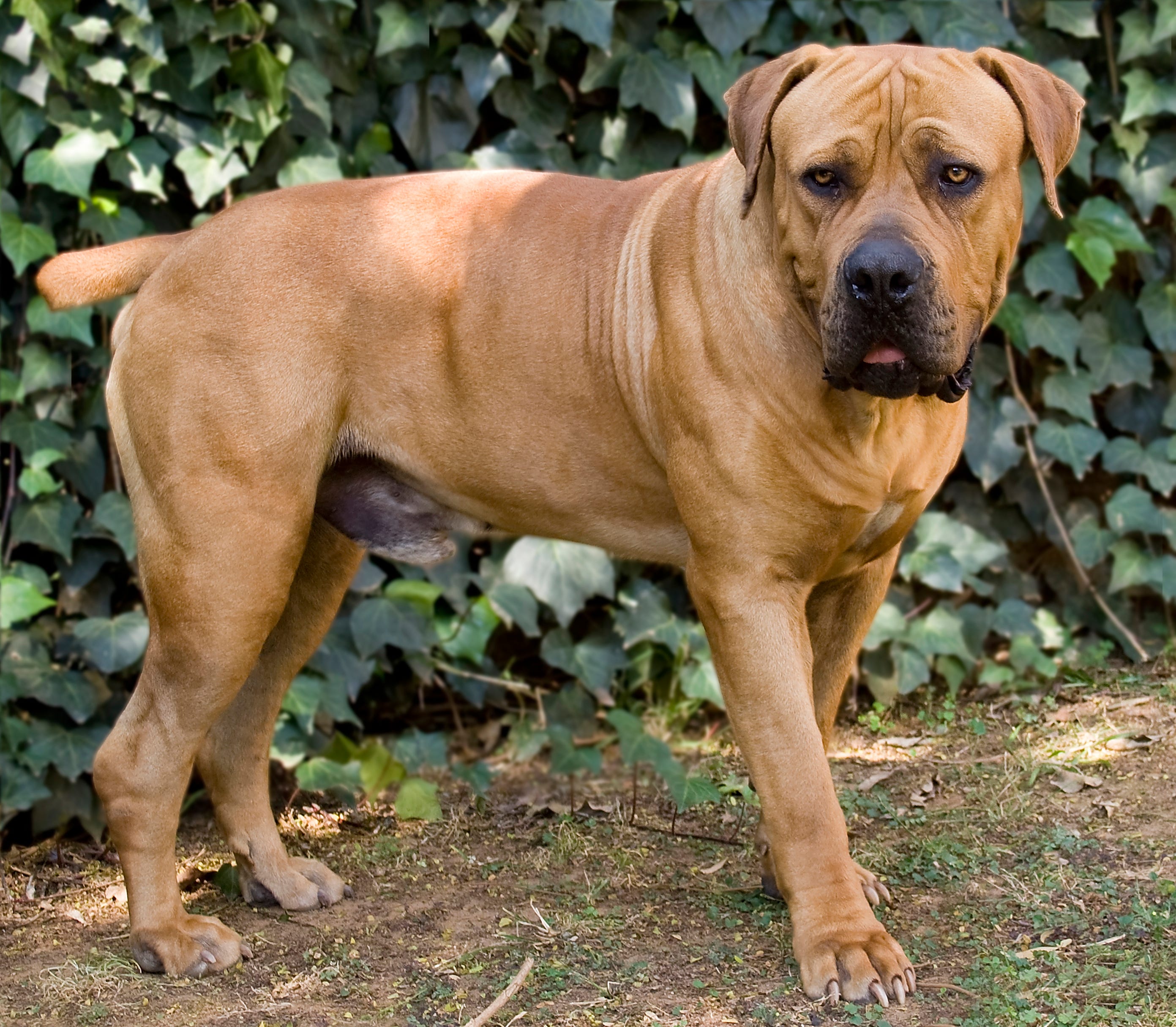 large-dog-breeds-boerboel-1626075490.jpg