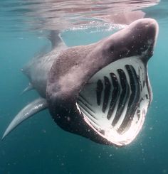 67c687844558fe9119febe66dc194f56--whale-sharks-the-whale.jpg