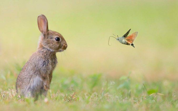122576-moths-insect-grass-rabbits-animals-748x468.jpg