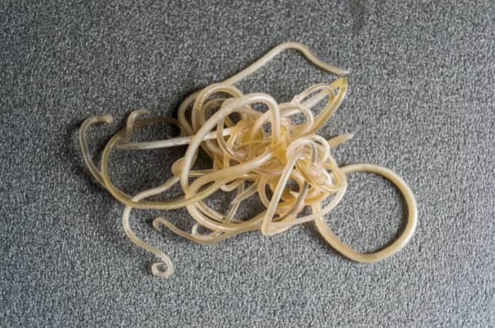 Roundworms In Dogs: Causes, Symptoms, And Treatment | Kingsdale Animal  Hospital