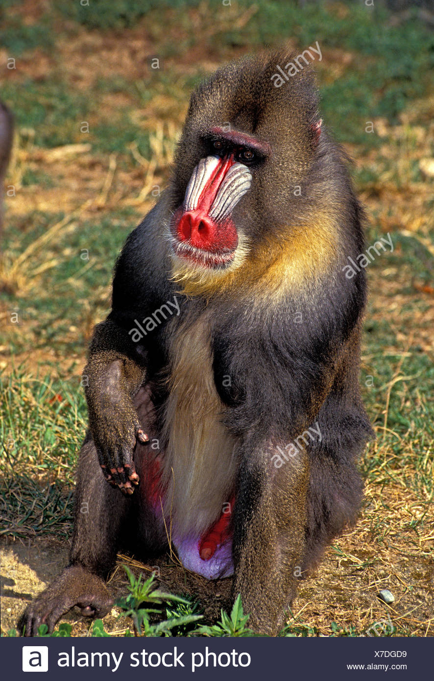 mandrill-mandrillus-sphinx-male-sitting-on-grass-X7DGD9.jpg