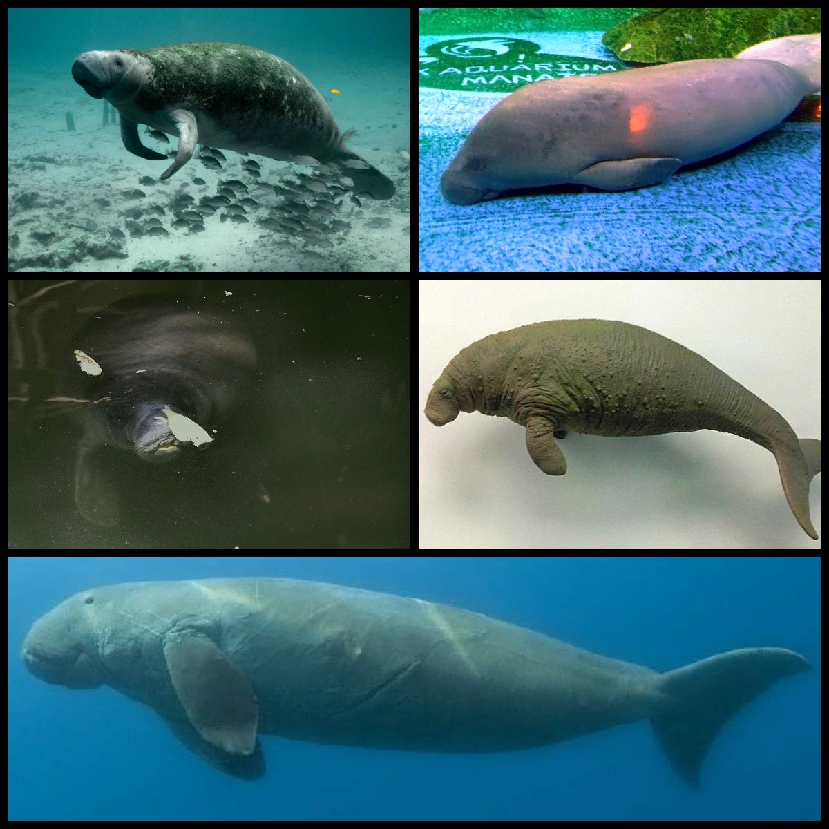 Sirenia_Diversity.jpg
