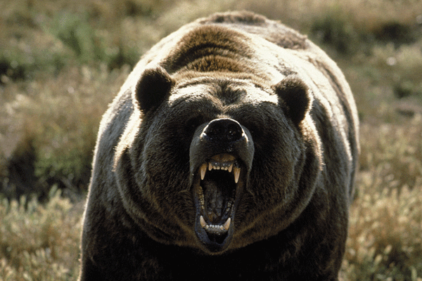 Grizzly-bear-courtesy-csmonitor.com_.gif