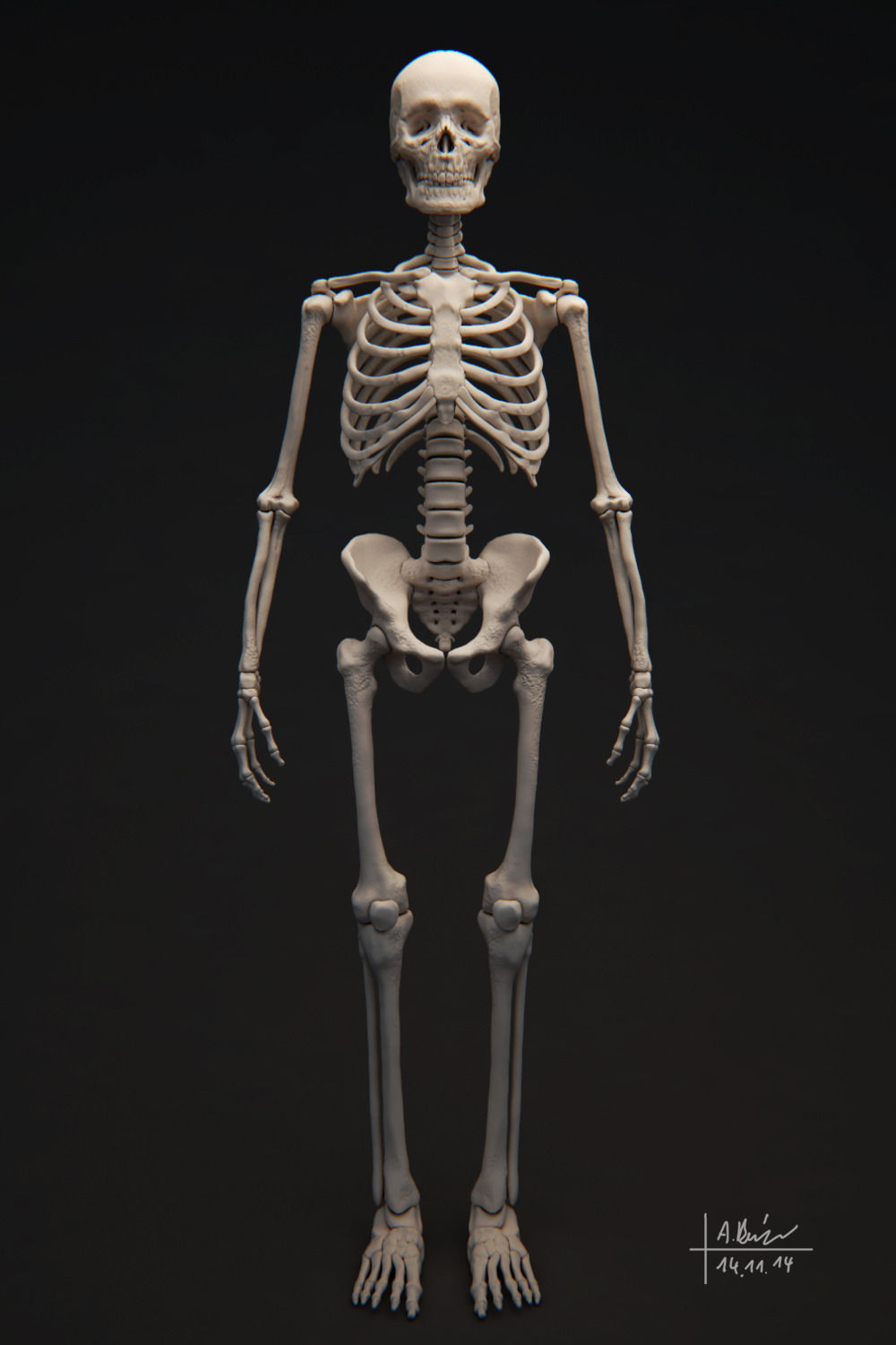 human-skeleton-3d-model-obj-tga.jpg