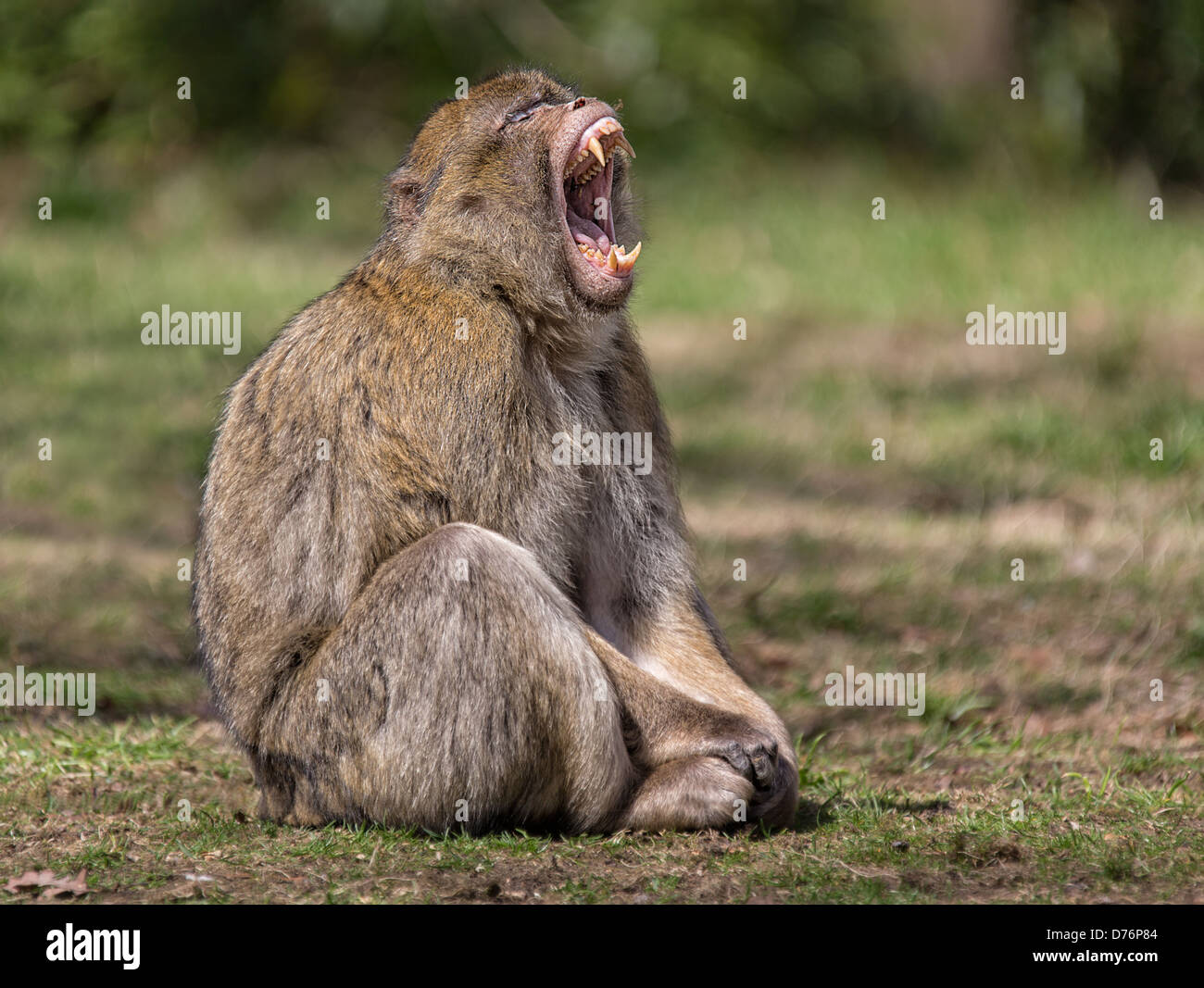 macaque-monkey-sitting-with-wide-open-mouth-showing-teeth-D76P84.jpg
