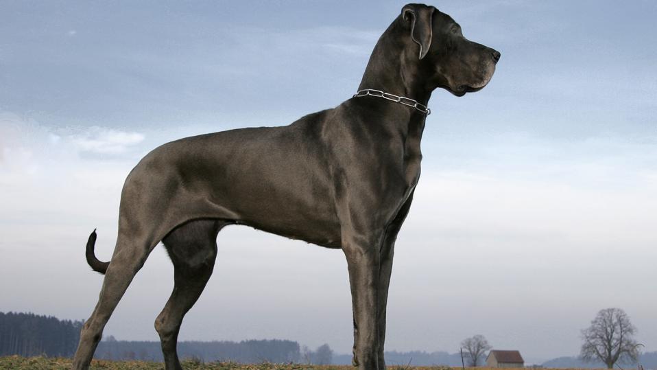 great_dane.jpeg.jpg