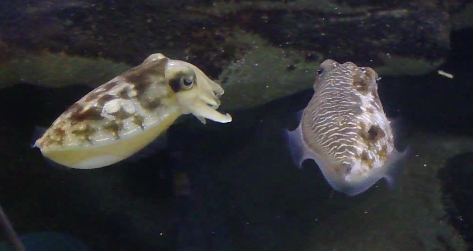 www.livescience.com