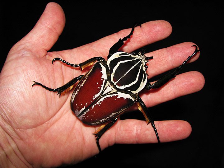 G_goliatus_male.jpg