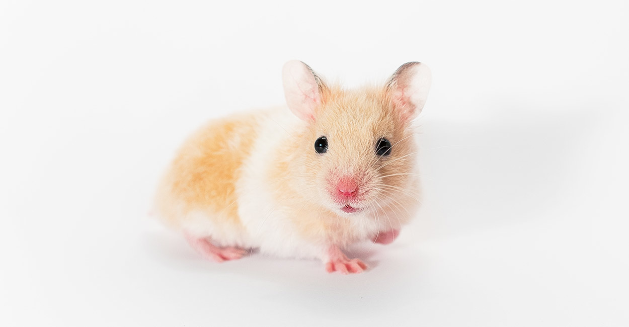 baby-hamsters-header.jpg