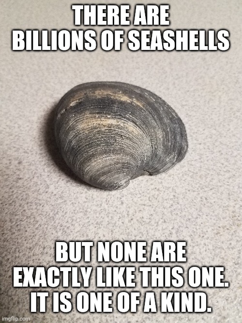 Seashells - Imgflip