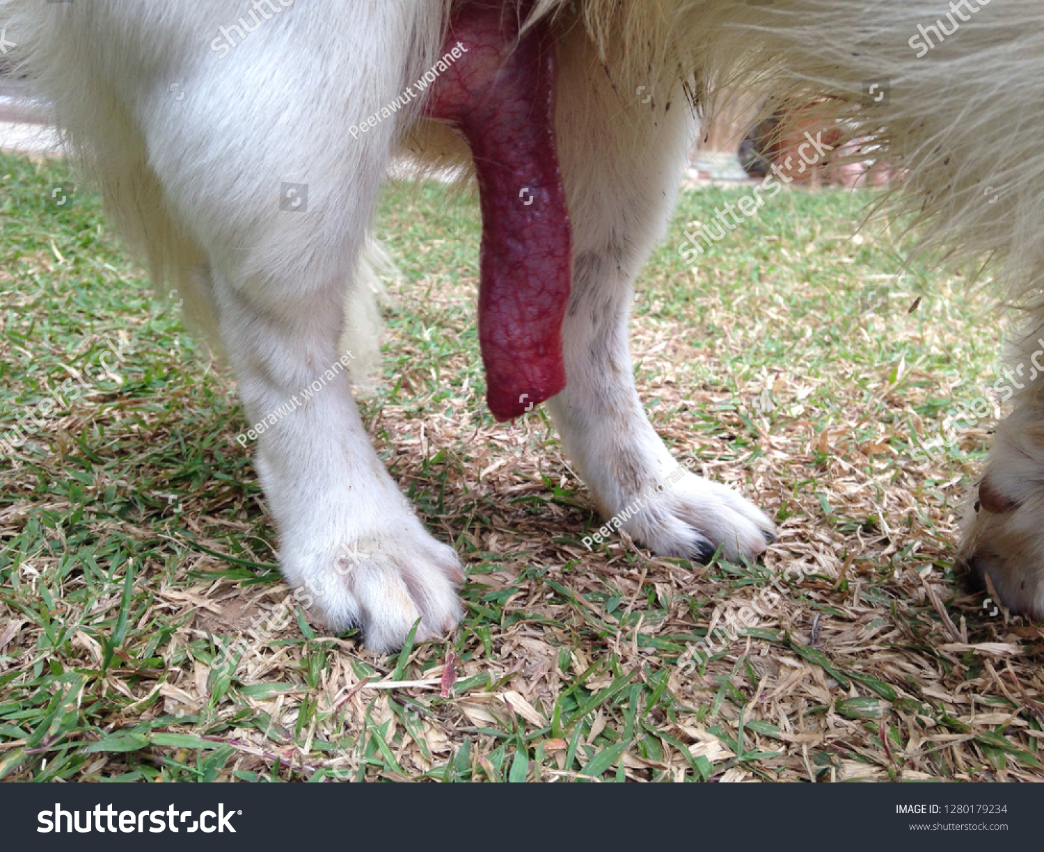 stock-photo-big-dick-dog-1280179234.jpg