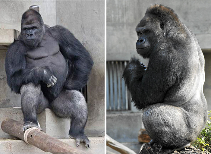 handsome-gorilla-shabani-5a43a54b41ebe__700.jpg