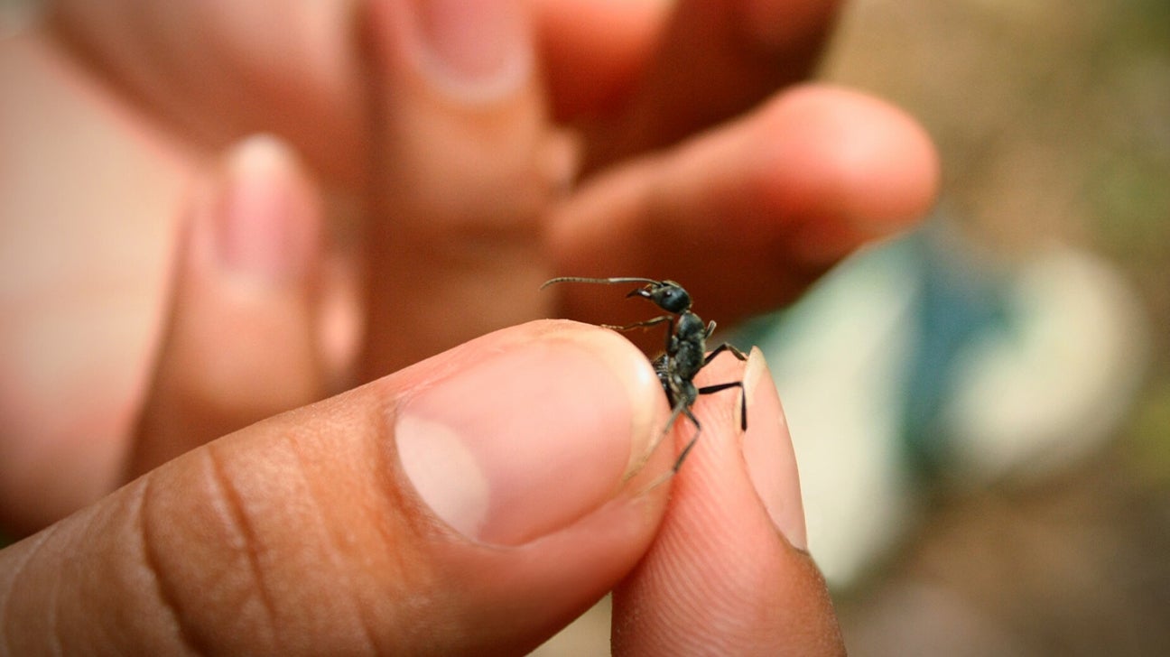 Eating Ants: Nutrition, Benefits, Downsides