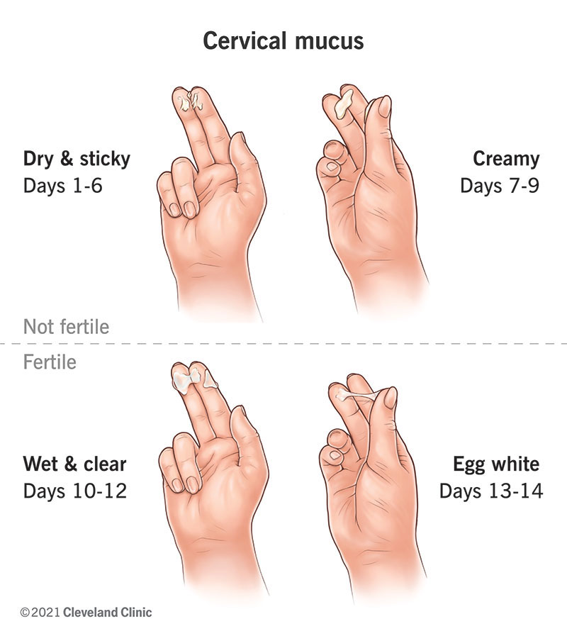 21957-cervical-mucus