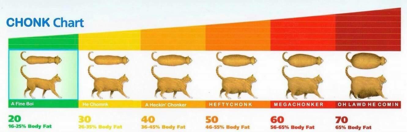 chonk_orig.jpg