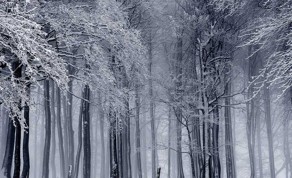 Image result for siberian forest winter