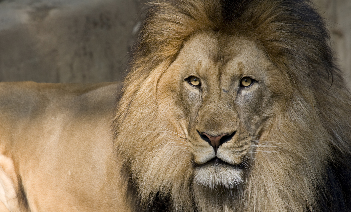 africanlion-005.jpg