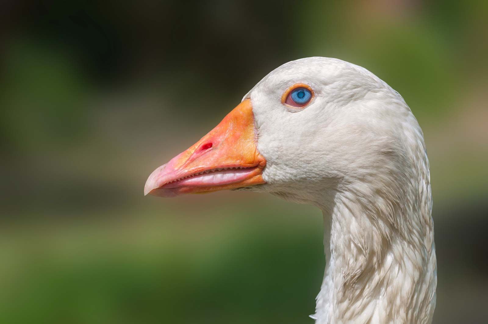 Domestic-goose.jpg