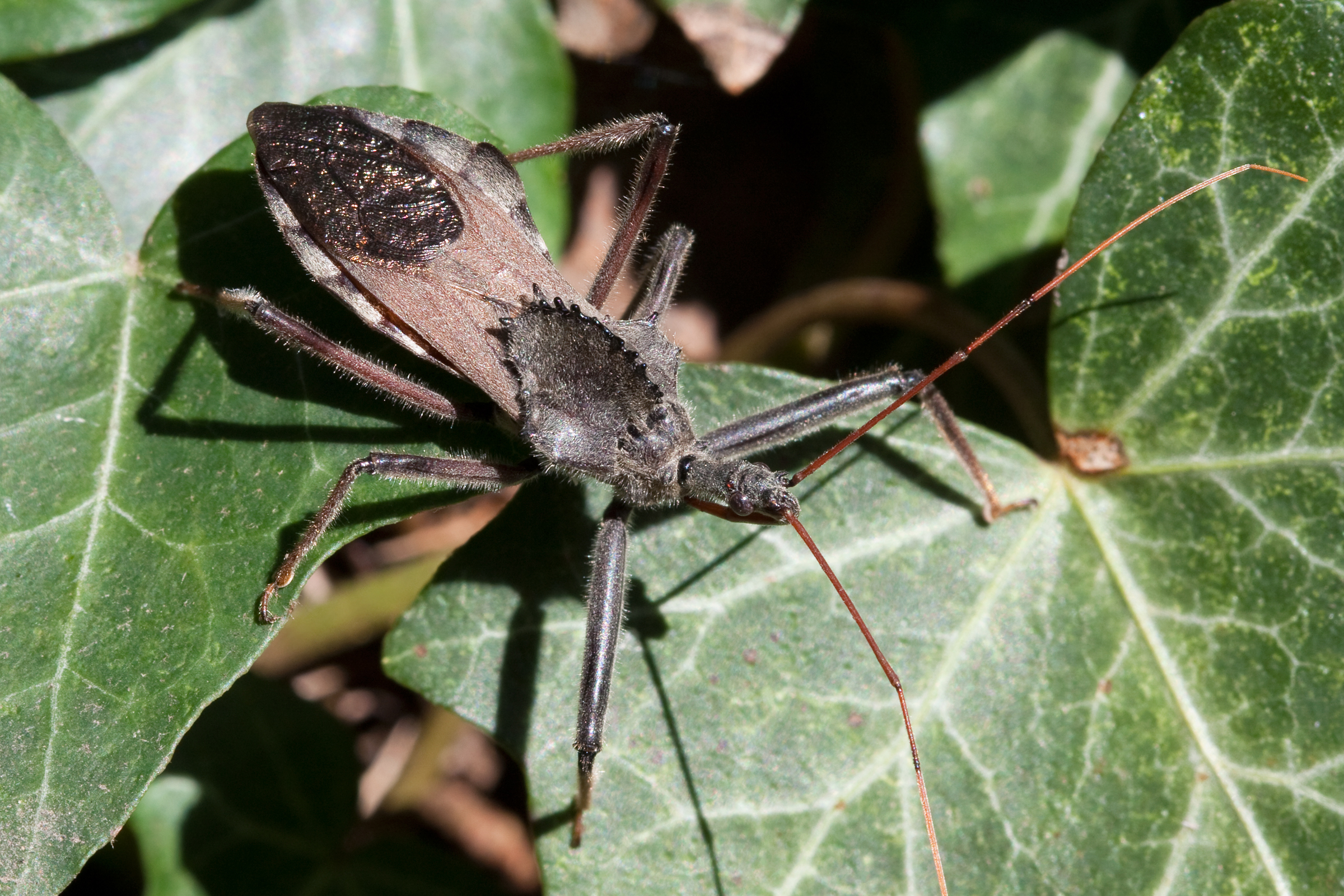 Arilus_cristatus_Kaldari_02.jpg