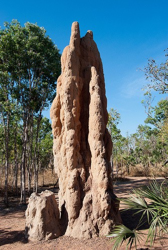 termitemound.jpg