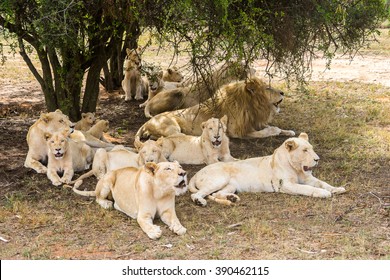 group-lions-under-shade-tree-260nw-390462115.jpg