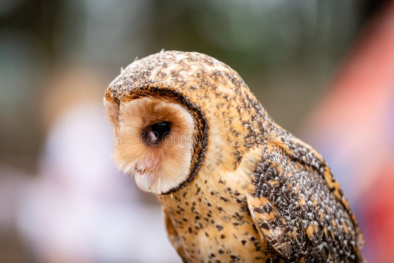 australian-masked-owl-perched-looking-down-side-view-face-beak-eye-162891984.jpg