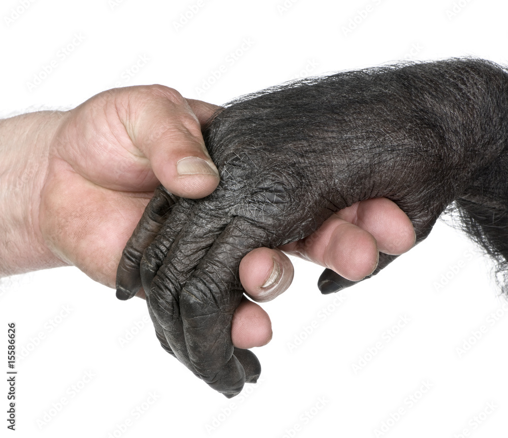 Human and monkey joining hands Photos | Adobe Stock