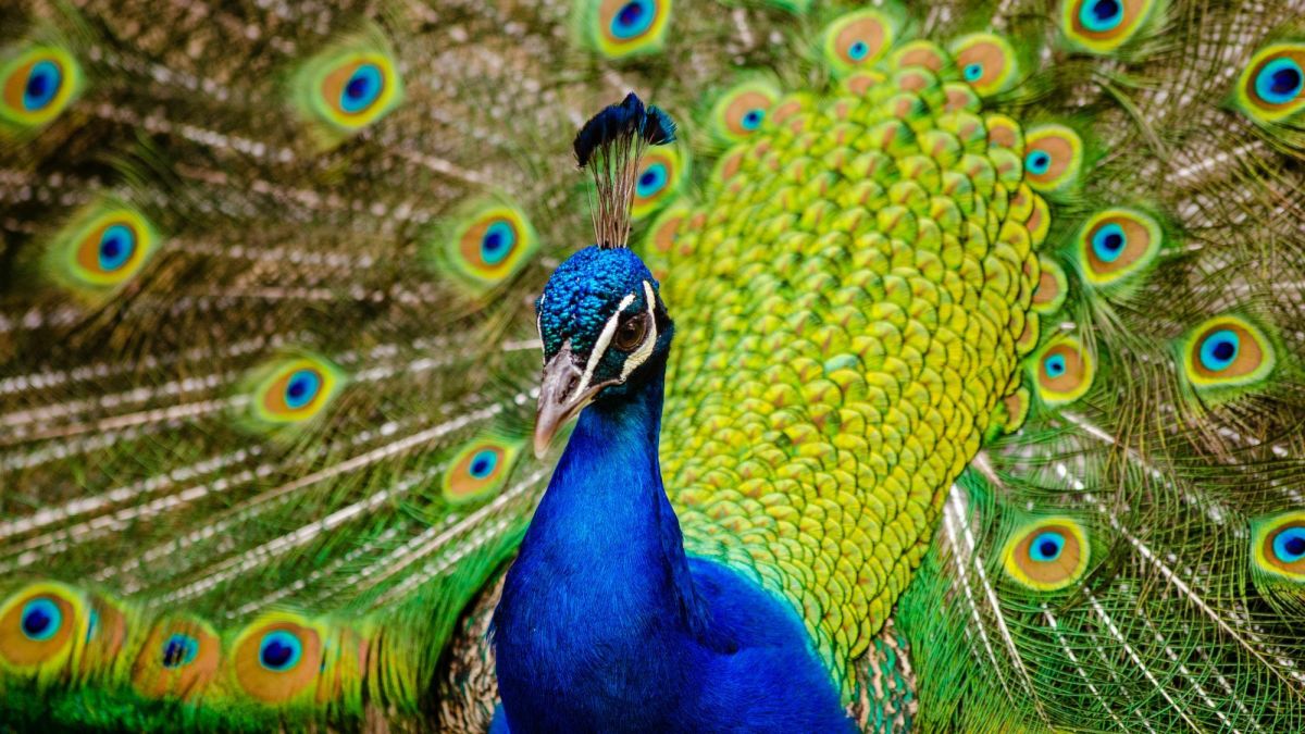 Zmi02r.the-proud-peackcock-eight-fun-facts-on-the-indian-peacock.jpeg