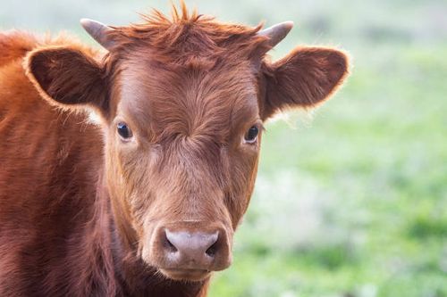 Red Cow grazing Cow out in the paddock cow head stock pictures, royalty-free photos & images