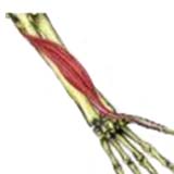 flexor-pollucis-longus500.jpg