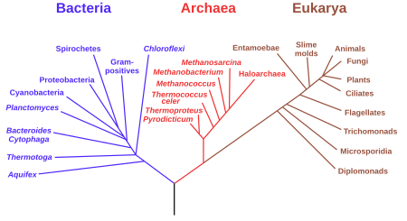 450px-Phylogenetic_tree.svg.png