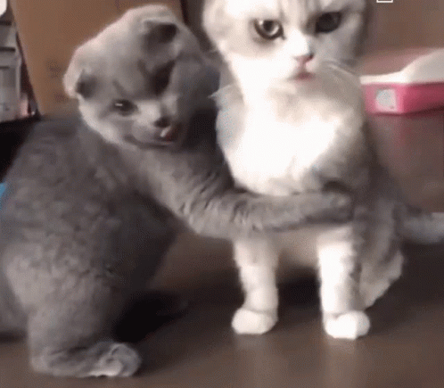 5acd718308f3d8212a9279d094ae8ea2.gif