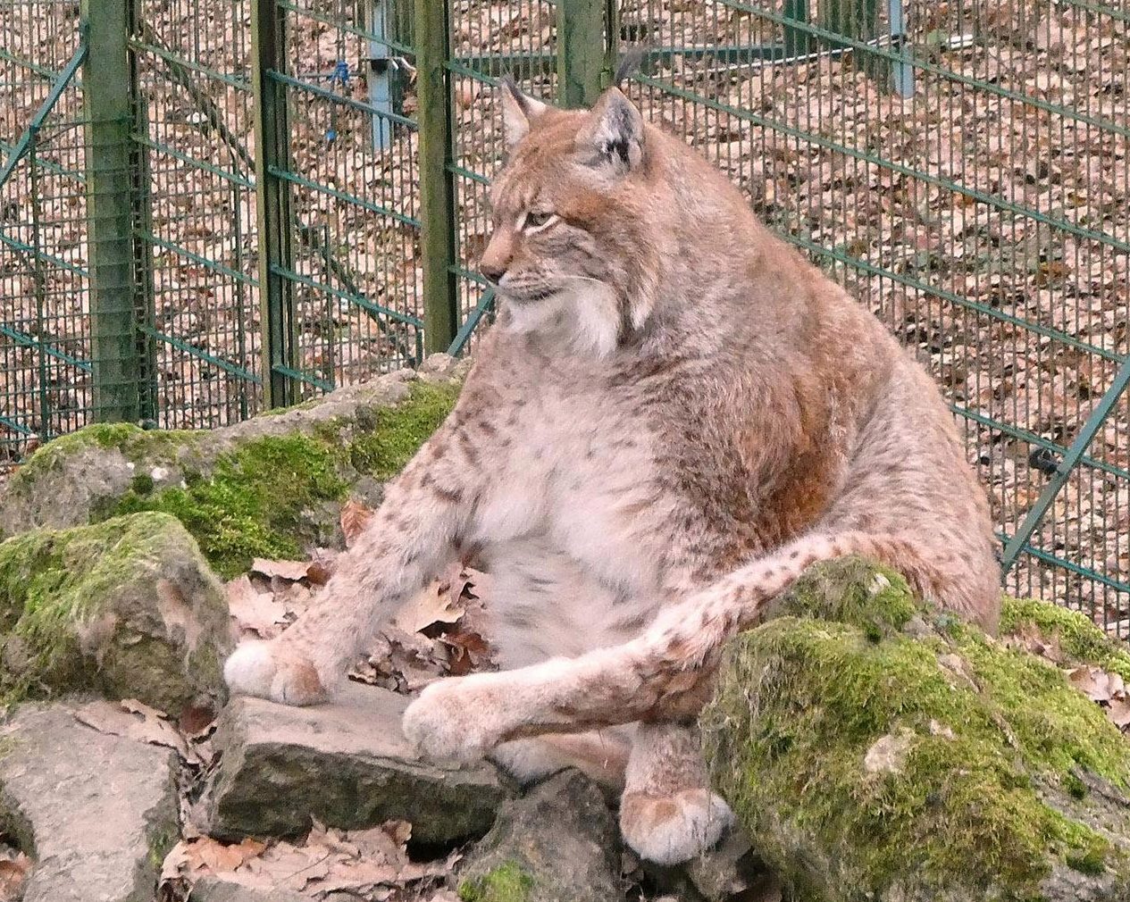  According to zoo staff, the lynx 'relaxed' after losing his sex drive and seems to be enjoying life