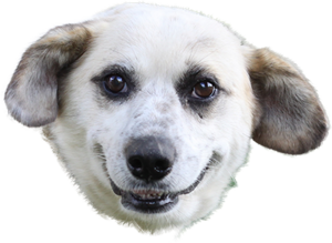 300px-Dogola_HD.png