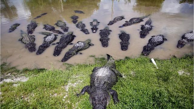 Image result for alligator