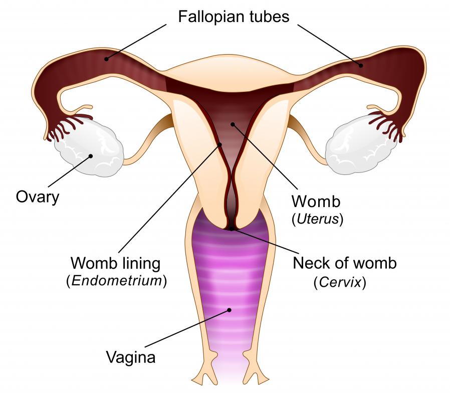 female-ovaries-depiction.jpg