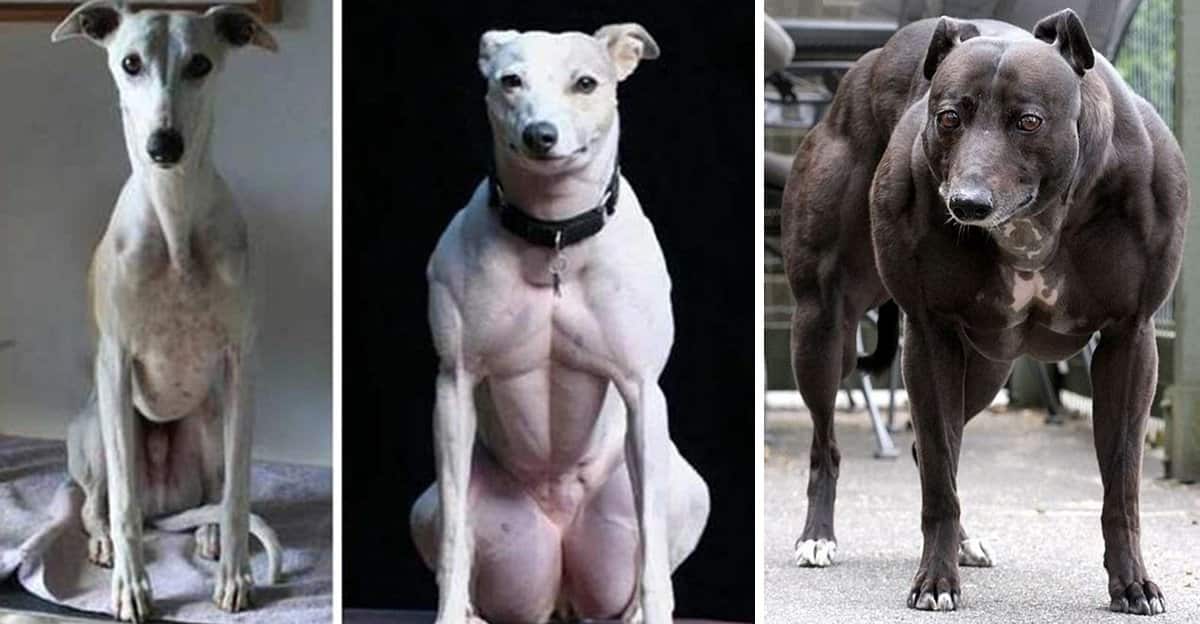 chinese-geneticall-engineered-dogs.jpg