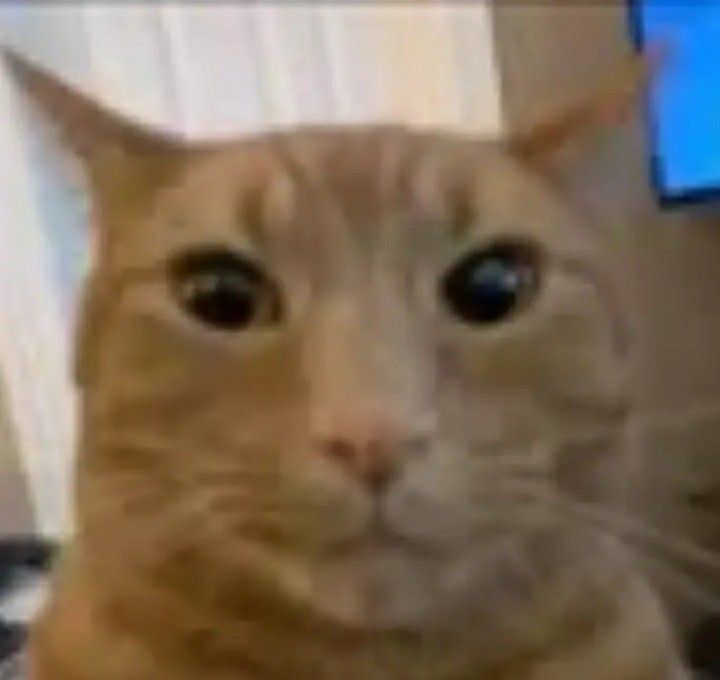 This may contain: an orange cat sitting on top of a bed next to a computer monitor with the caption apoc si til?