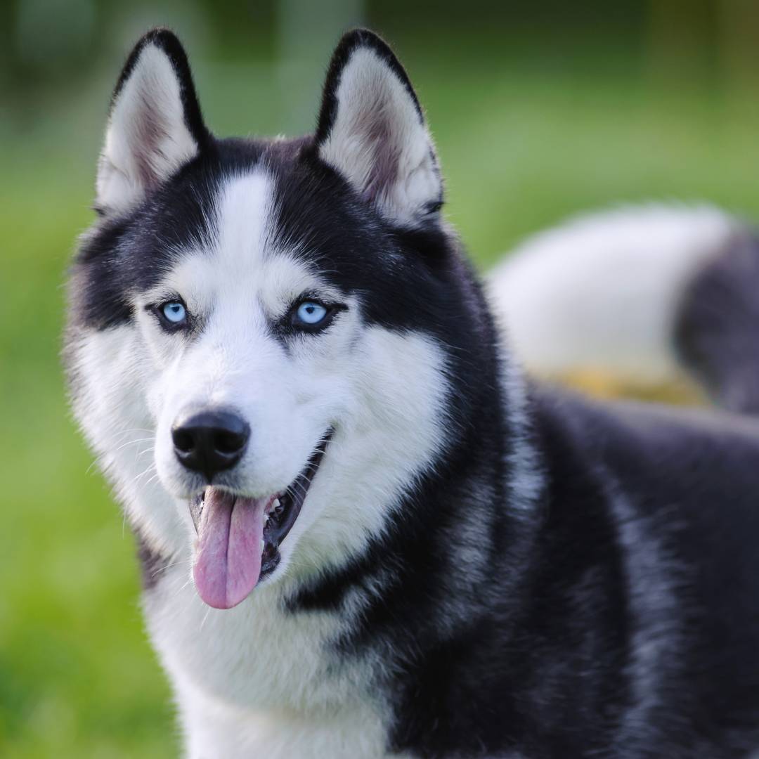 Malamute-vs-Husky-.jpg